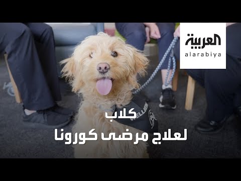 شاهد هذا ما فعلته الكلاب مع مرضى كورونا في مستشفى أميركي