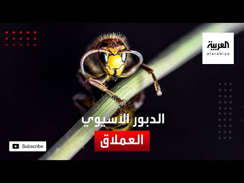 شاهد ماذا نعرف عن الدبور الآسيوي العملاق