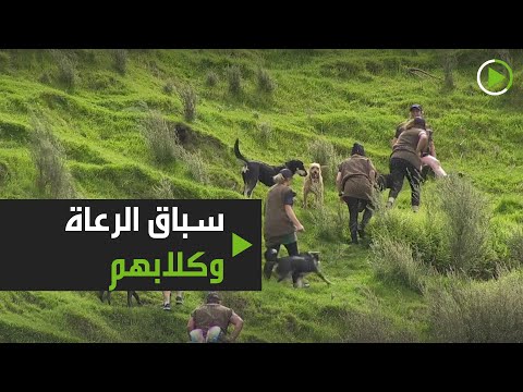 شاهد انطلاق السباق السنوي الشهير للرعاة وكلابهم في نيوزلندا